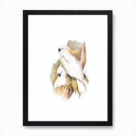 Vintage Crested Cockatoo Bird Illustration on Pure White Art Print