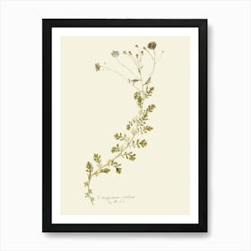 Botanical Illustration Art Print