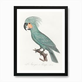 The Palm Cockatoo (Probosciger Aterrimus) From Natural History Of Parrots, Francois Levaillant Art Print