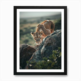 Lioness On Rock Art Print