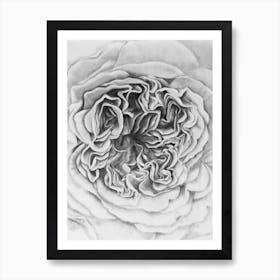 A Rose Is A Rose Black Art Print