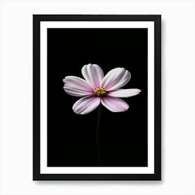 Pink Cosmos Flower 4 Art Print