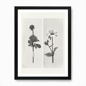 Daisy Flower Photo Collage 3 Art Print