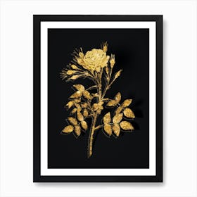 Vintage White Rose of Rosenberg Botanical in Gold on Black n.0223 Art Print