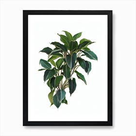 Medinilla (Medinilla Magnifica) Watercolor Art Print