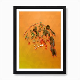 Vintage Visciola Cherries Botanical Art on Tangelo n.0205 Art Print