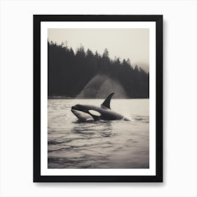 Black & White Realistic Photography Of Orca Whale Spraying Water Art Print