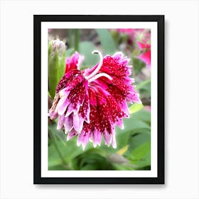 Dianthus - Sweet William - Photography Affiche