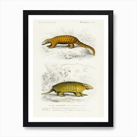 Yellow Armadillo (Euphractus Sexcinctus) And Indian Pangolin (Manis Crassicaudata), Charles Dessalines D' Orbigny Art Print
