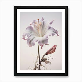 Pressed Flower Botanical Art Lily 1 Art Print