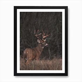 Whitetail Deer In Meadow Art Print