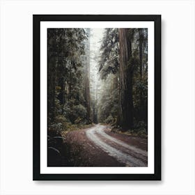 Redwood National Park Morning Adventure Art Print