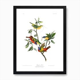 Painted Finch Art Print