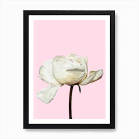 White Peony and Pink Background Art Print