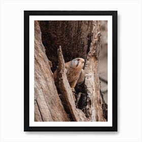 Red Tailed Hawk In Tree Art Print