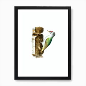 Vintage Grey Headed Woodpecker Bird Illustration on Pure White Art Print