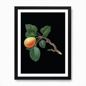 Vintage Pear Botanical Illustration on Solid Black n.0257 Art Print