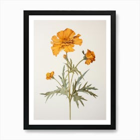 Pressed Flower Botanical Art Marigold 2 Art Print