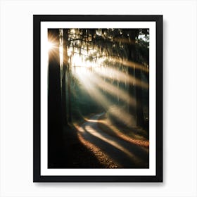 Sun Shines Through The Trees Art Print