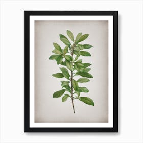 Vintage Firetree Branch Plant Botanical on Parchment n.0911 Art Print