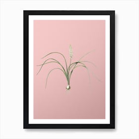 Vintage Lachenalia Angustifolia Botanical on Soft Pink n.0707 Art Print
