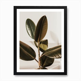 Rubber Plant Leaves Art Print