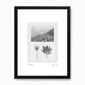 Protea Botanical Collage 1 Art Print