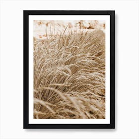 Beige Wheat Grass Affiche