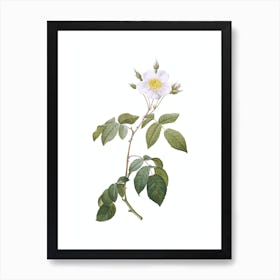 Vintage Big Leaved Climbing Rose Botanical Illustration on Pure White Art Print