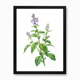 Catnip Vintage Botanical Herbs 3 Art Print