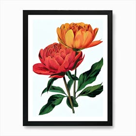 Peonies 9 Art Print