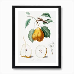 Pear (Pero Spino) From Pomona Italiana (1817 1839) , Giorgio Gallesio Art Print