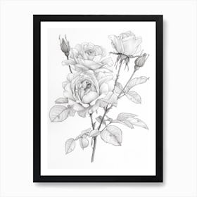 Roses Sketch 15 Art Print