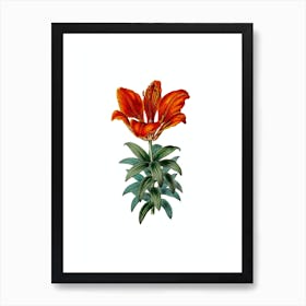 Vintage Blood Red Lily Flower Botanical Illustration on Pure White Art Print
