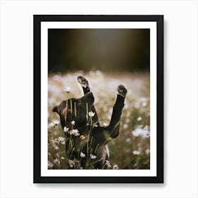 Puppy Reaching for the Flowers - Gavers, Belgium Flower field photo print - moody animal photography art Art Print