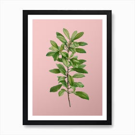 Vintage Firetree Branch Plant Botanical on Soft Pink n.0841 Art Print