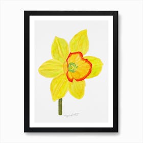 Daffodil 12 Art Print