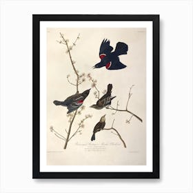 Redwinged Starling, John James Audubon Art Print