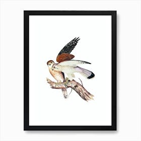 Vintage Nankeen Kestril Bird Illustration on Pure White n.0248 Art Print