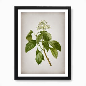 Vintage Climbing Hydrangea Botanical on Parchment n.0742 Art Print