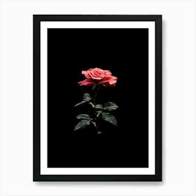 Single Rose On Black Background 38 Art Print