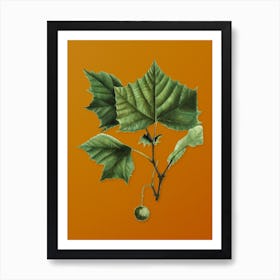 Vintage American Sycamore Botanical on Sunset Orange n.0599 Art Print