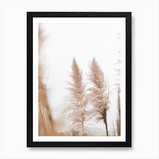Reeds Dreamy Pampa Grass Art Print