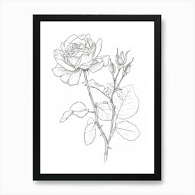 Roses Sketch 25 Art Print