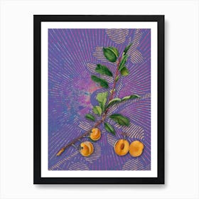 Vintage Apricot Botanical Illustration on Veri Peri Art Print