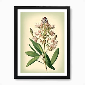 Showy Milkweed Wildflower Vintage Botanical 2 Art Print