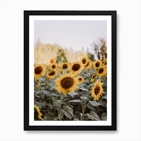 Sunflowers In The Field France Art Print