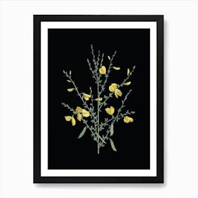 Vintage Yellow Broom Flowers Botanical Illustration on Solid Black n.0337 Art Print