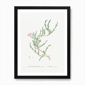 Mesembryanthemum Uncinatum, Pierre Joseph Redoute Art Print