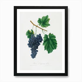 Lacrima Grapes (Vitis Vinifera Vallisarnensis) From Pomona Italiana (1817 1839), Giorgio Gallesio Art Print